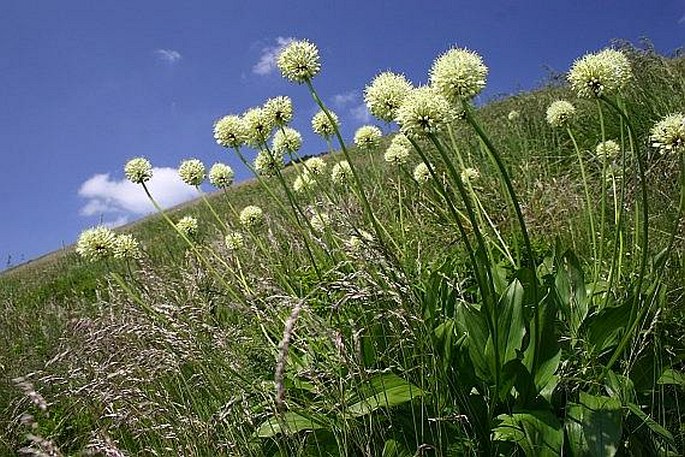 Allium victorialis