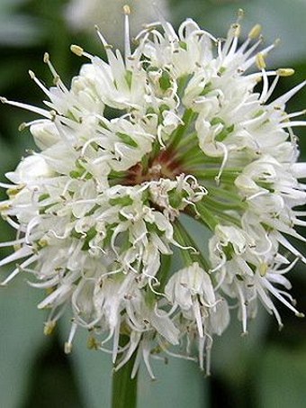 Allium victorialis