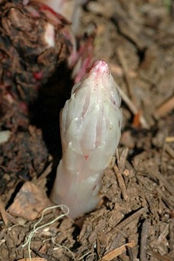 Allotropa virgata