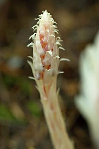 Allotropa virgata