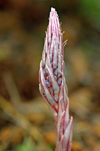 Allotropa virgata