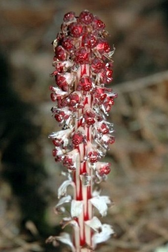 Allotropa virgata