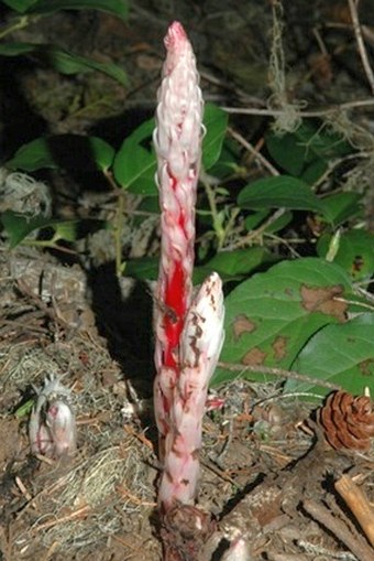 Allotropa virgata