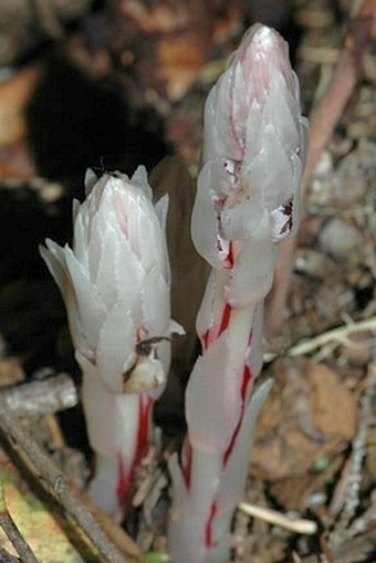 Allotropa virgata