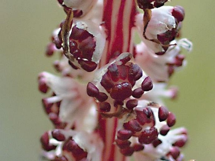 Allotropa virgata