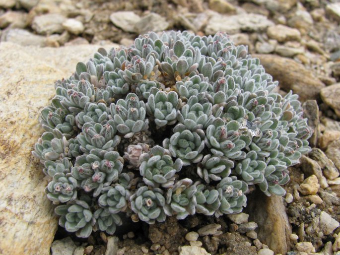 ALYSSUM KLIMESII Al-Shehbaz – tařinka Klimešova / tarica