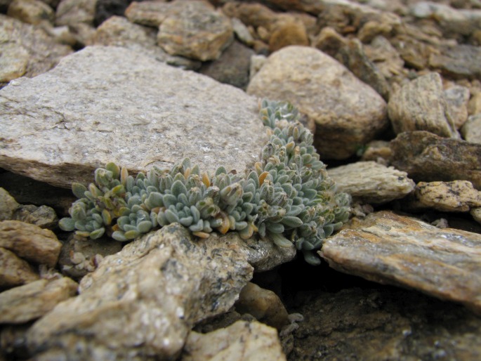 Alyssum klimesii