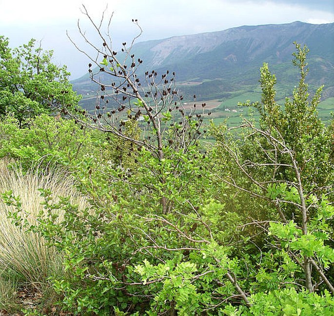 Alnus cordata