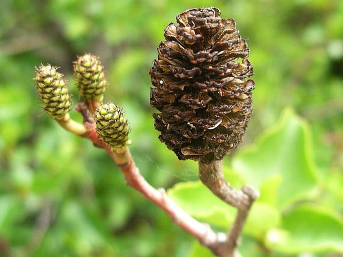 Alnus cordata