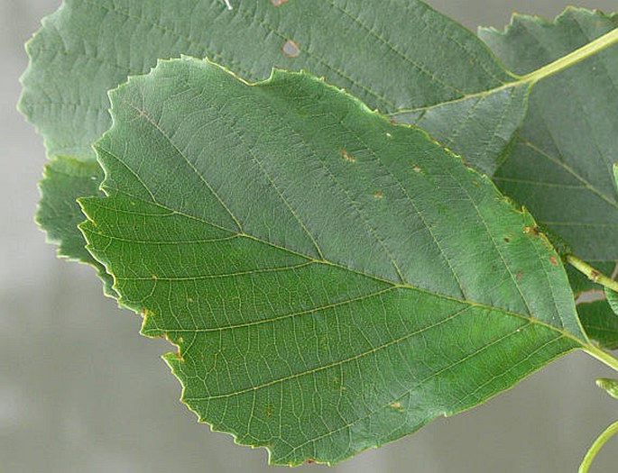 Alnus glutinosa