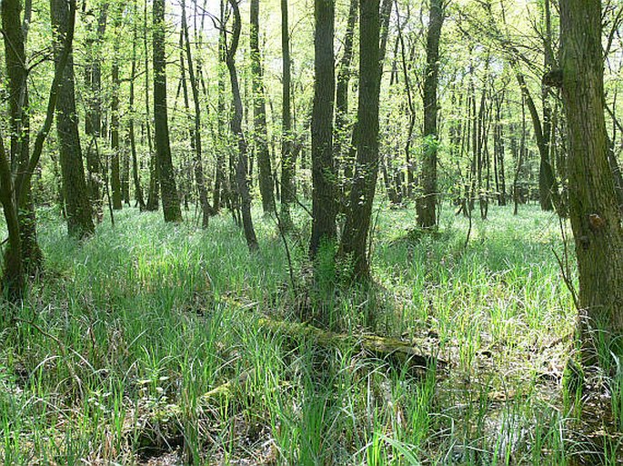 Alnus glutinosa