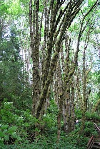 Alnus rubra