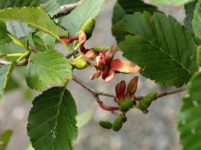 Alnus rubra