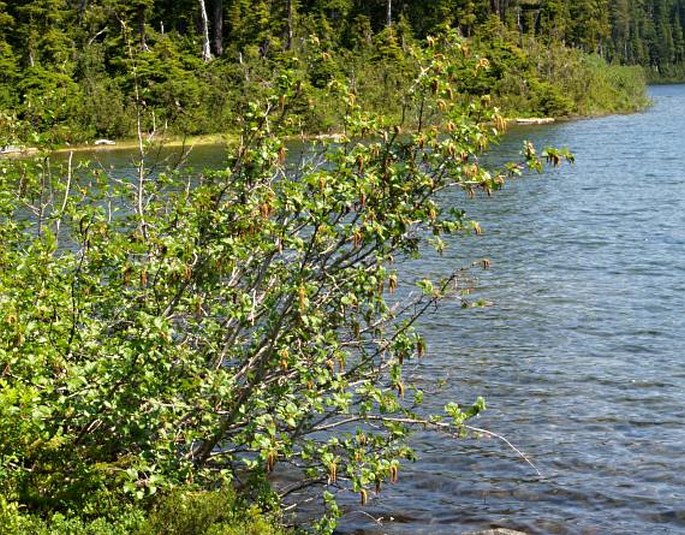 Alnus sinuata