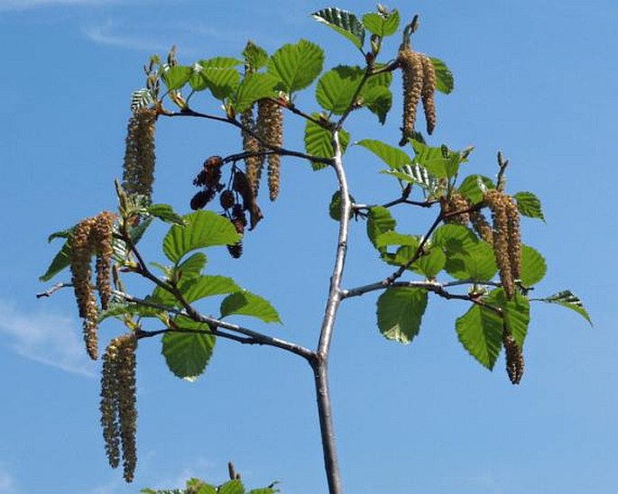 Alnus sinuata