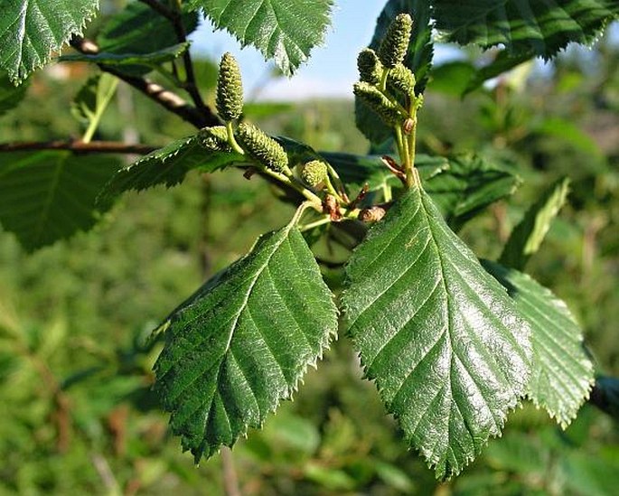 Alnus sinuata