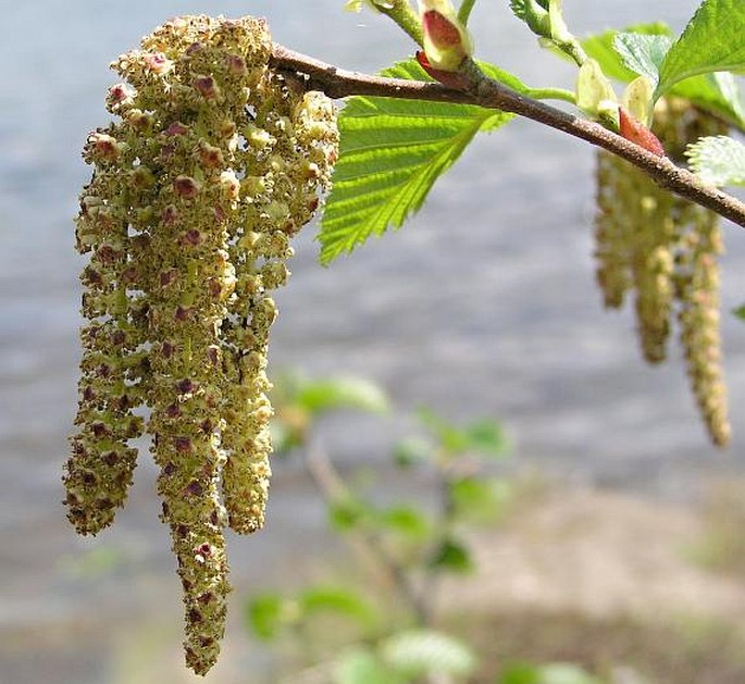 Alnus sinuata