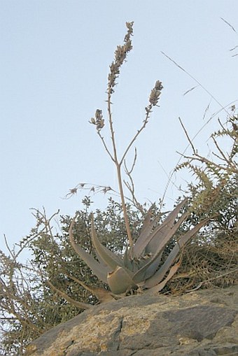 Aloe vacillans