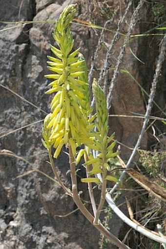 Aloe vacillans