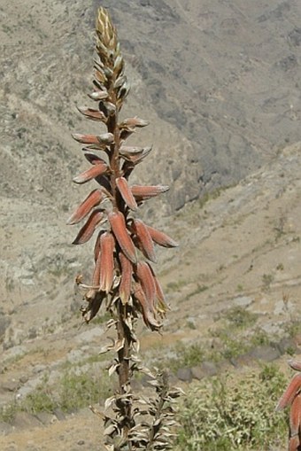 Aloe vacillans