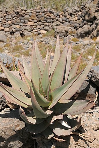 Aloe vacillans