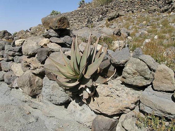 Aloe vacillans