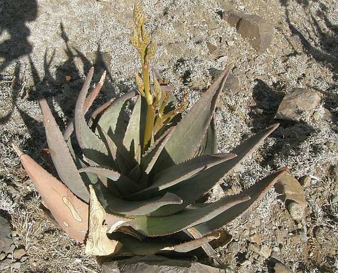 Aloe vacillans