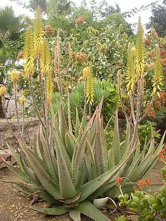 Aloe vera