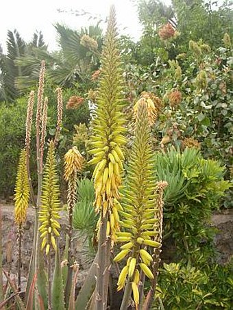 Aloe vera