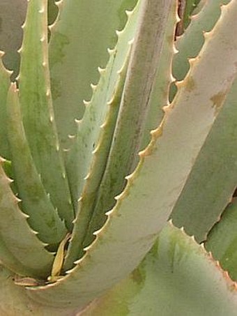 Aloe vera