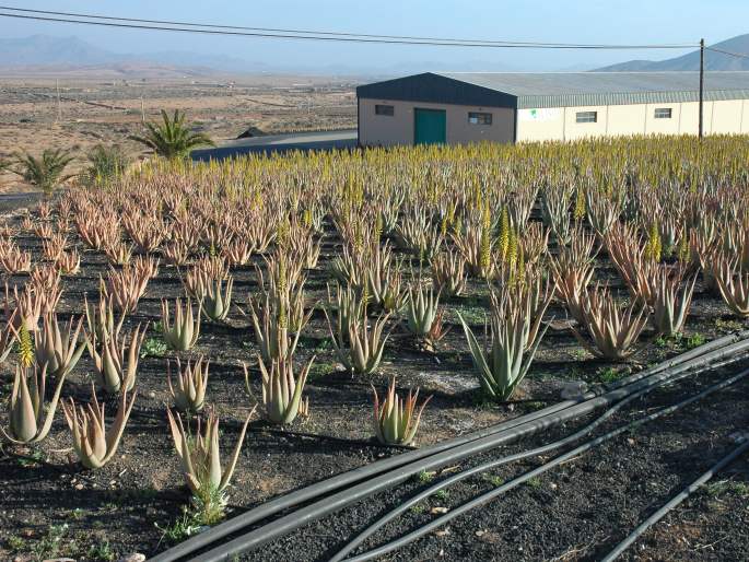 Aloe vera