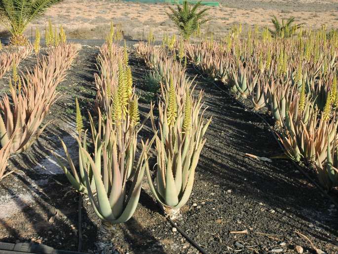 Aloe vera