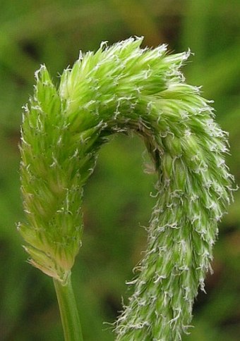 Alopecurus aequalis