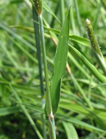 Alopecurus geniculatus