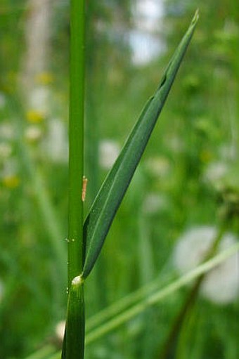 Alopecurus pratensis