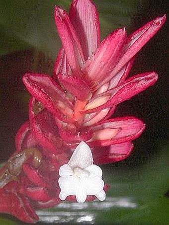 Alpinia purpurata