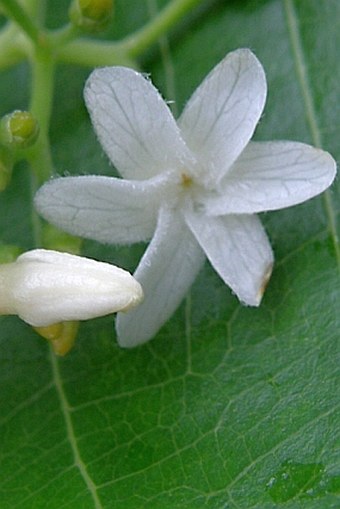 Alstonia macrophylla