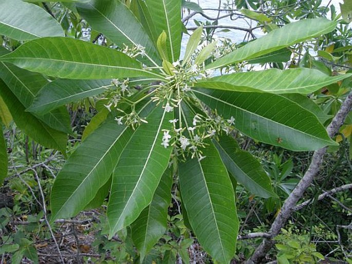 ALSTONIA MACROPHYLLA Wall. ex G. Don