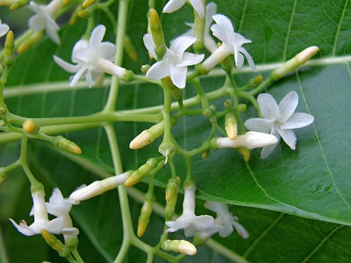 Alstonia macrophylla