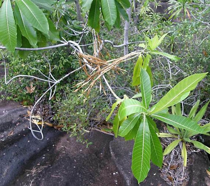 Alstonia macrophylla