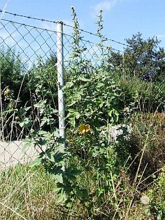 Althaea armeniaca