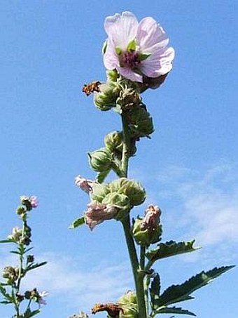 Althaea armeniaca