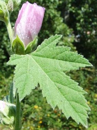 Althaea armeniaca