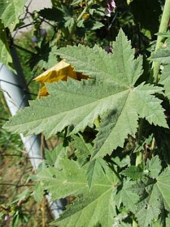 Althaea armeniaca