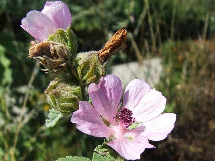 Althaea armeniaca