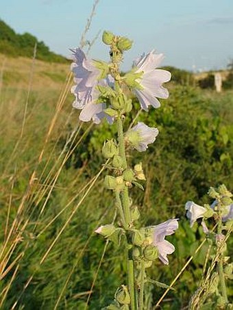 Alcea biennis