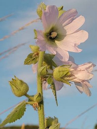 Alcea biennis