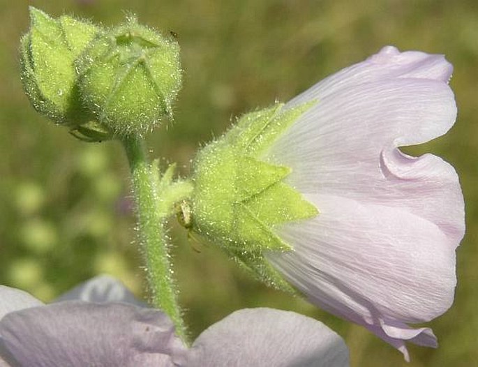 Alcea biennis