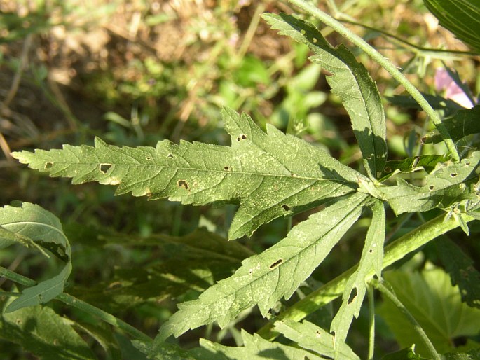 Althaea cannabina