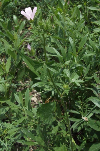 Althaea hirsuta